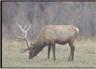 Bull Elk